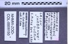 Etiketten zu Lacon chabannei (NHMW-ZOO-COL-0008150)